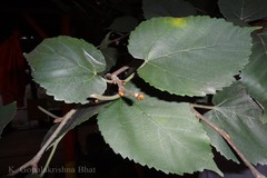 Morus serrata